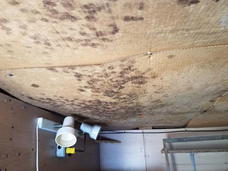 Moldy ceiling