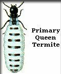 Primary Queen Termite